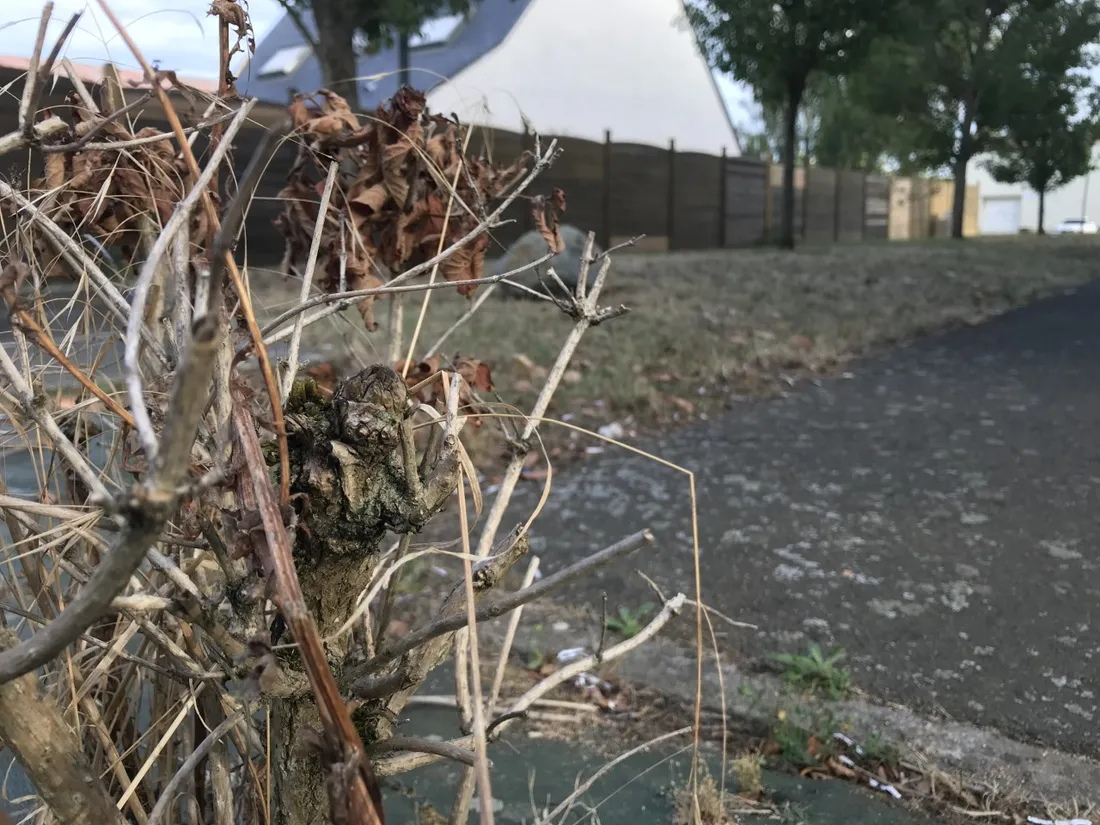 Allègement des restrictions liées à la sécheresse en Mayenne