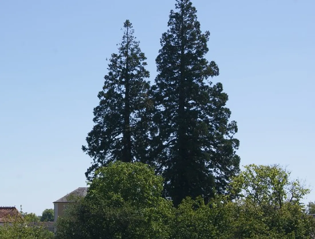 A Ecommoy, deux séquoias géants sont menacés d'abattage