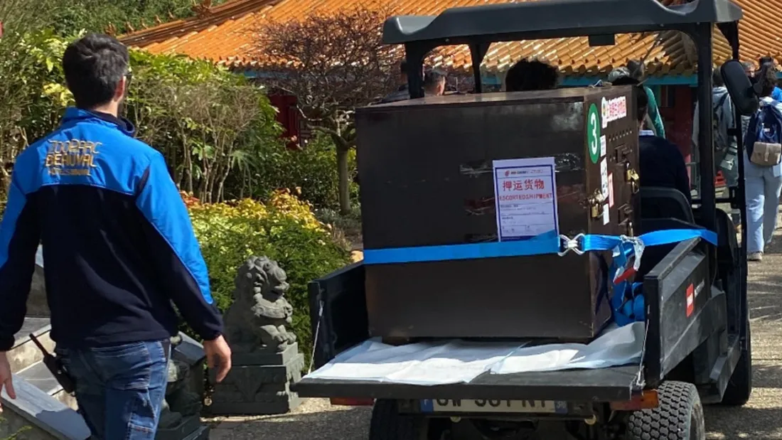 Transport singes dorés