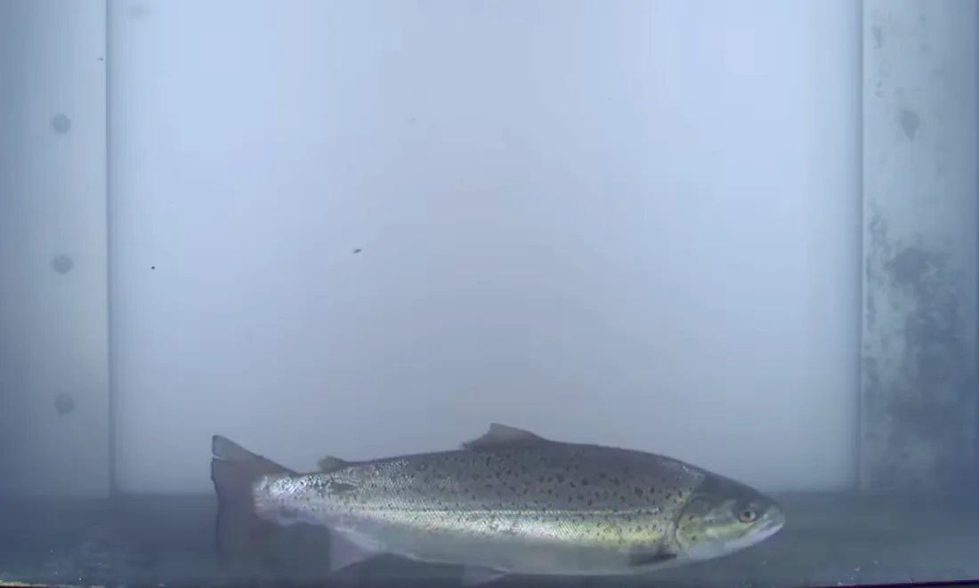 Pont-Audemer : une truite de mer remonte la Risle dès le mois d'avril