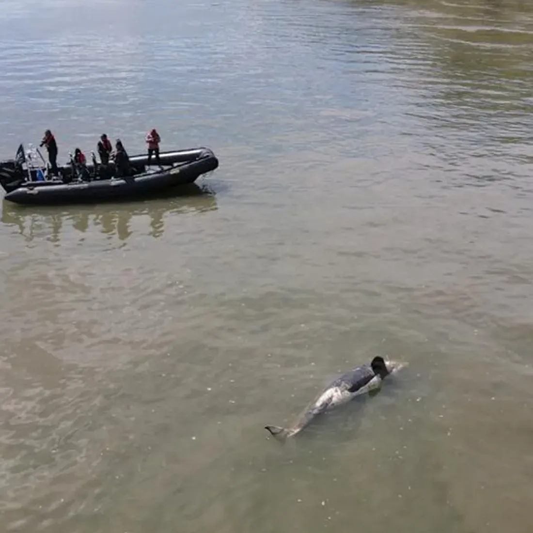 Orque en perdition dans la Seine