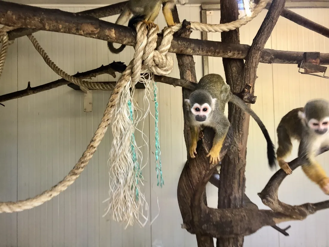 Pescheray : le domaine a rouvert ses portes 