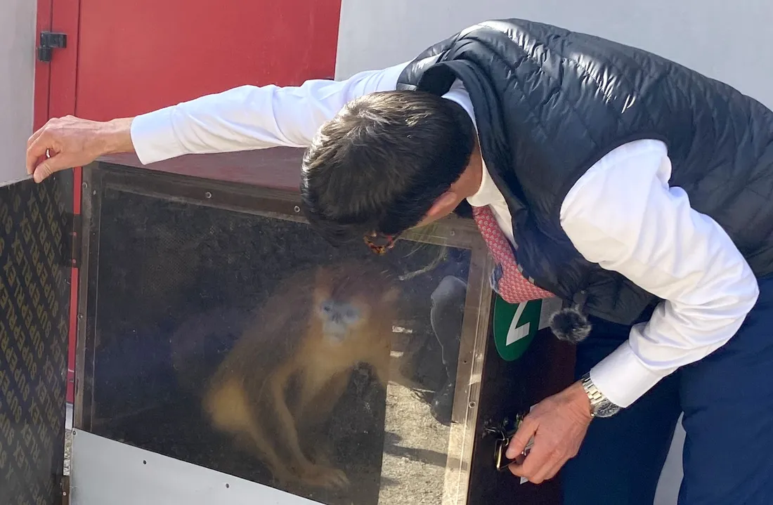 Les singes dorés gagnent en confort depuis leur arrivée à Beauval.