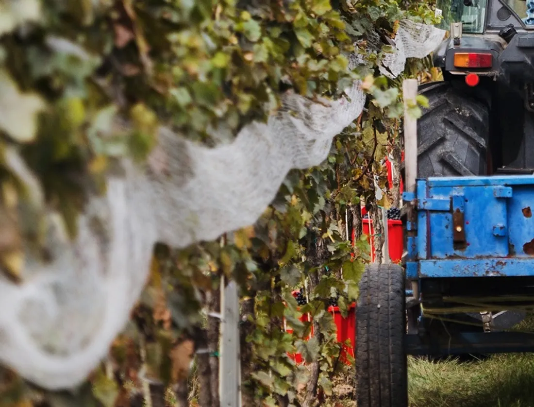 Un appel à la vigilance en ces temps de vendanges