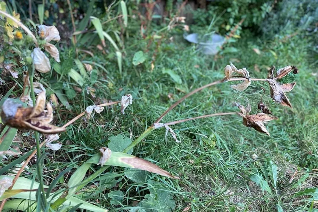 Végétation grillée