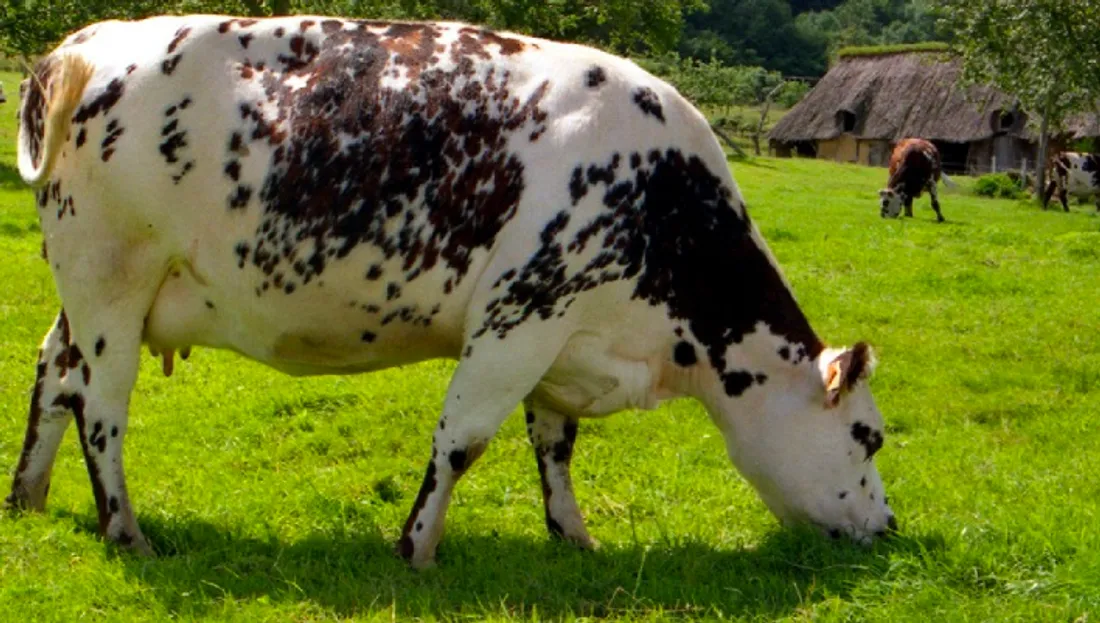 Vache normande