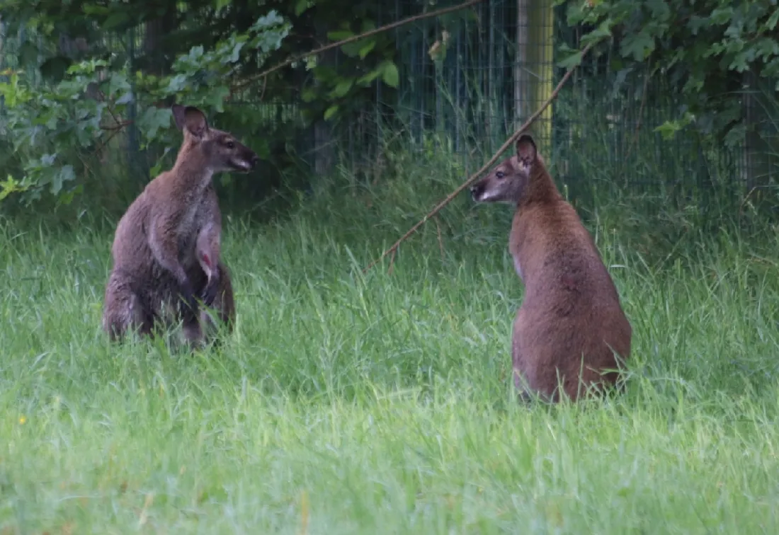Au Refuge de l'Arche, six jeunes wallabys sont arrivés
