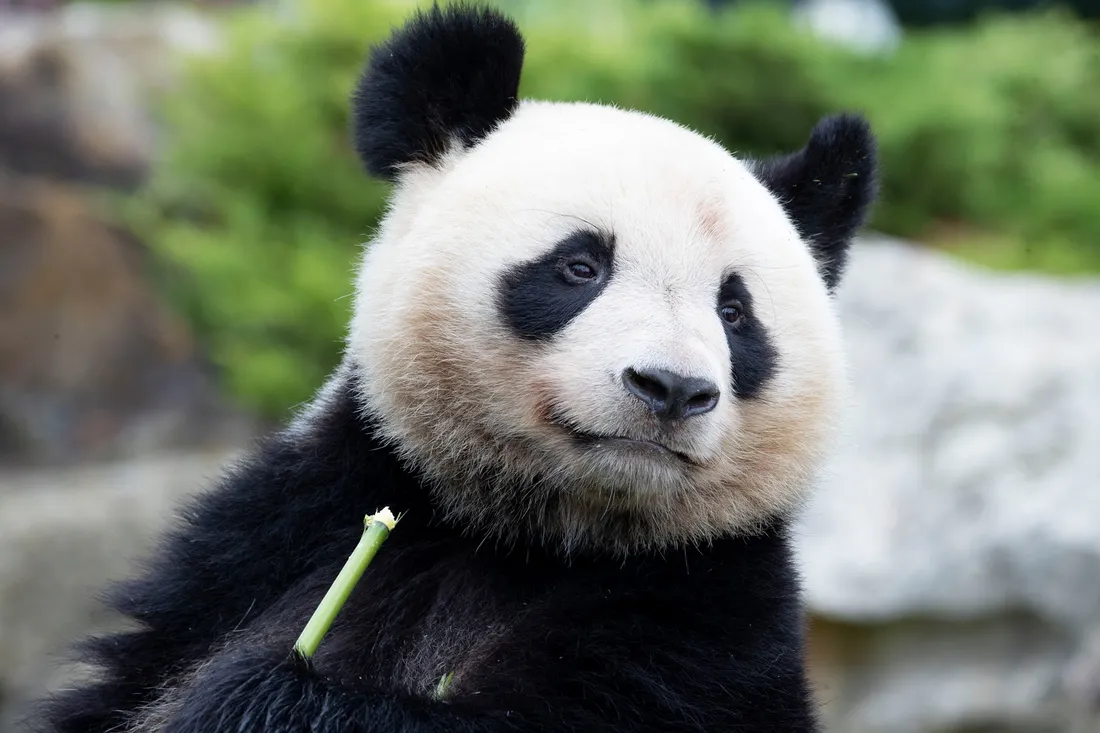 panda Beauval