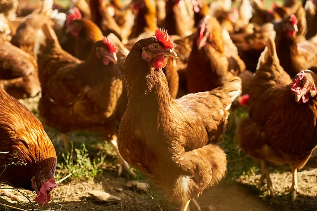 Elevage de volailles