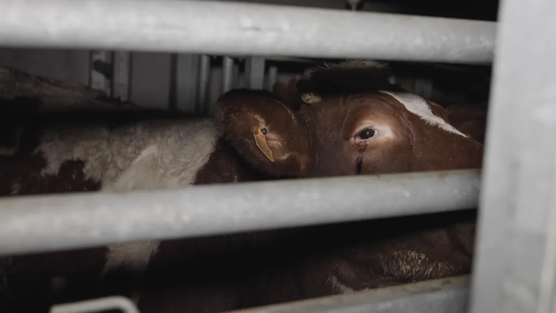 L’abattoir de Craon dans le viseur de L214