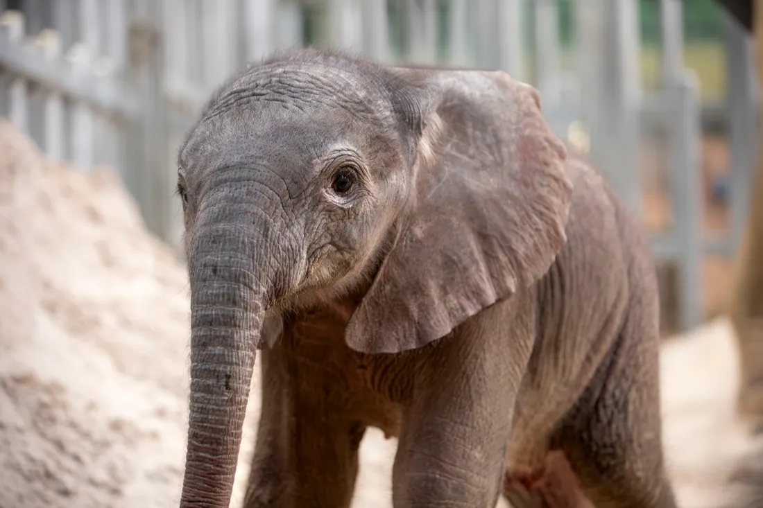 Bébé éléphant Beauval