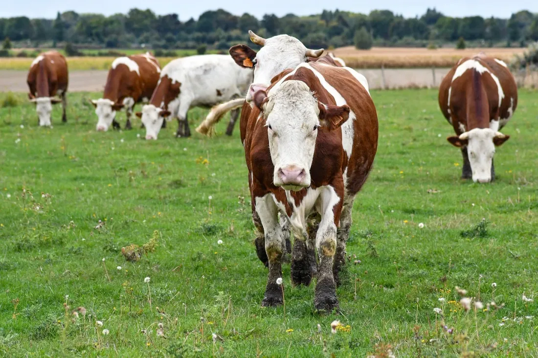 Dermatose nodulaire Normandie