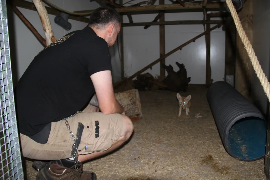 Les soigneurs de Cerza tentent d'apprivoiser les nouveaux pensionnaires