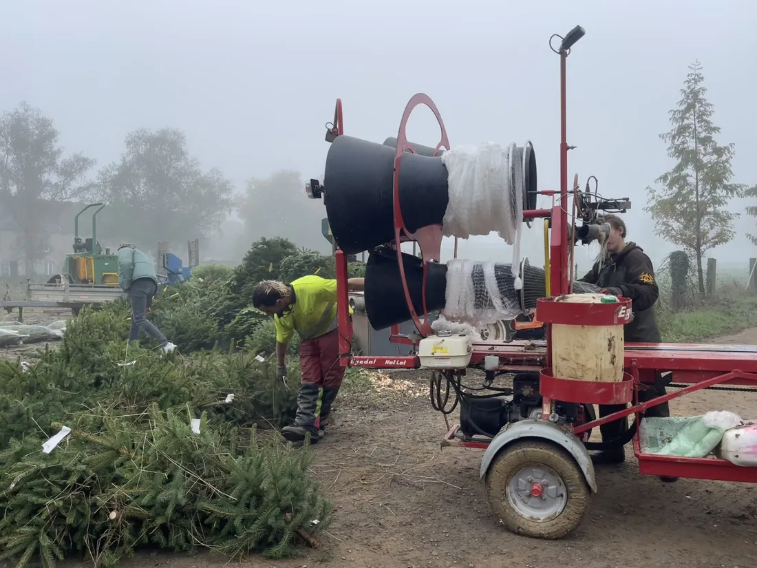 Coupe sapins pépinière Filmont