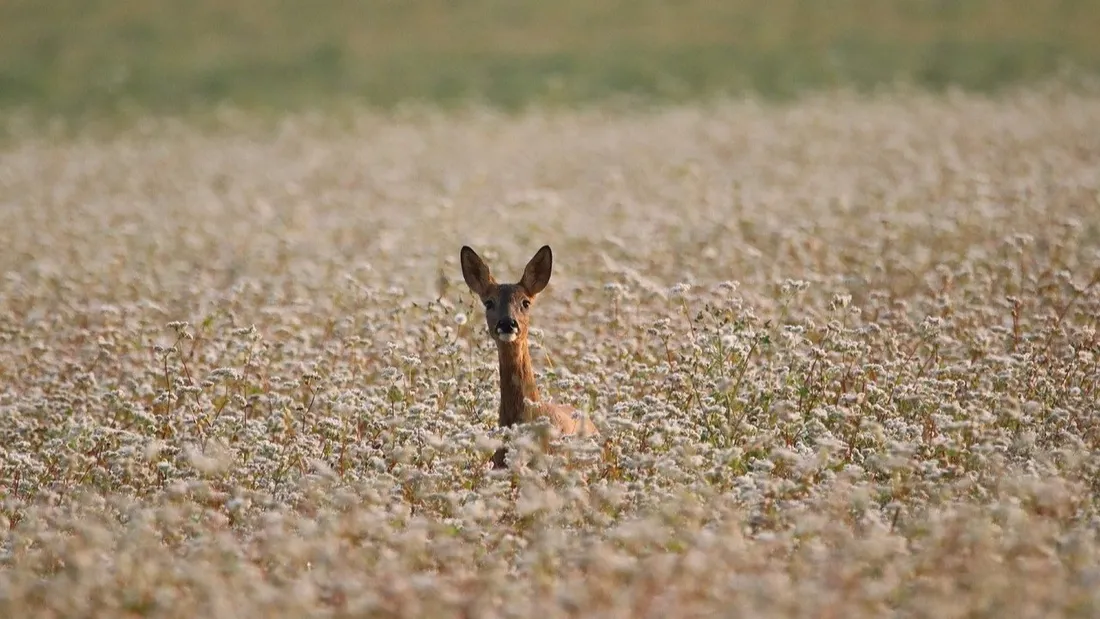 Rouen : un chevreuil se retrouve coincé dans le centre-ville