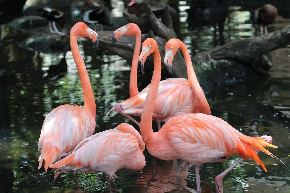 Val-de-Reuil : bientôt des flamants roses à Biotropica