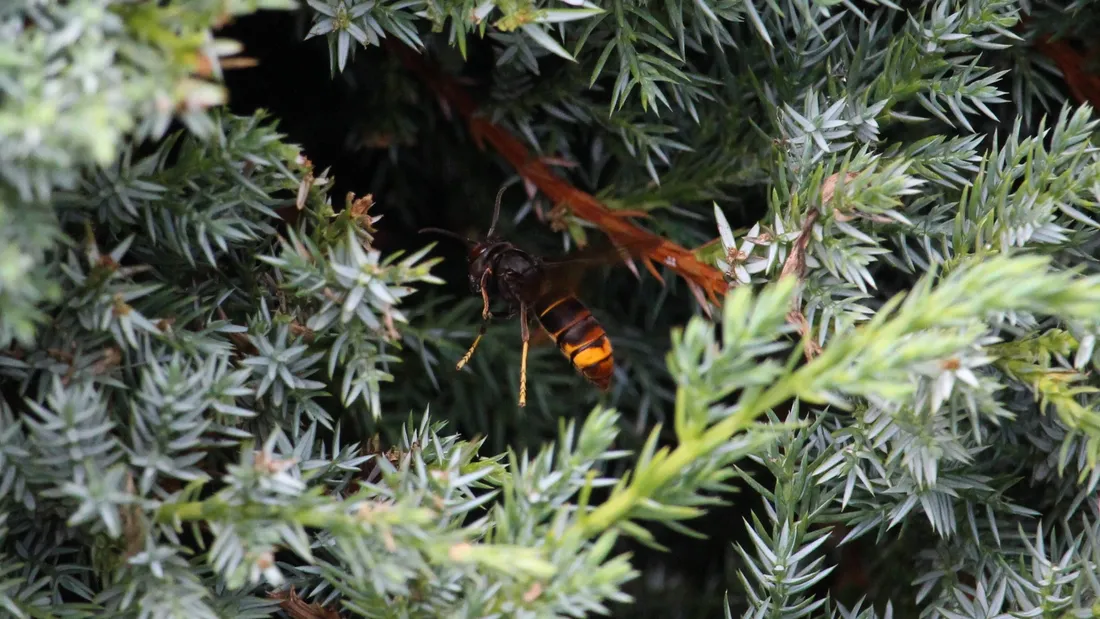 Les bons réflexes à adopter pour protéger les pollinisateurs et contrer les prédateurs