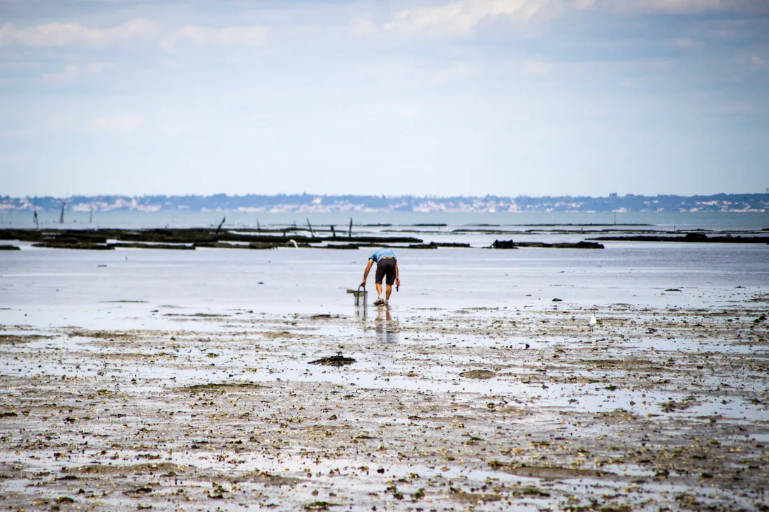 Partie de pêche à pied