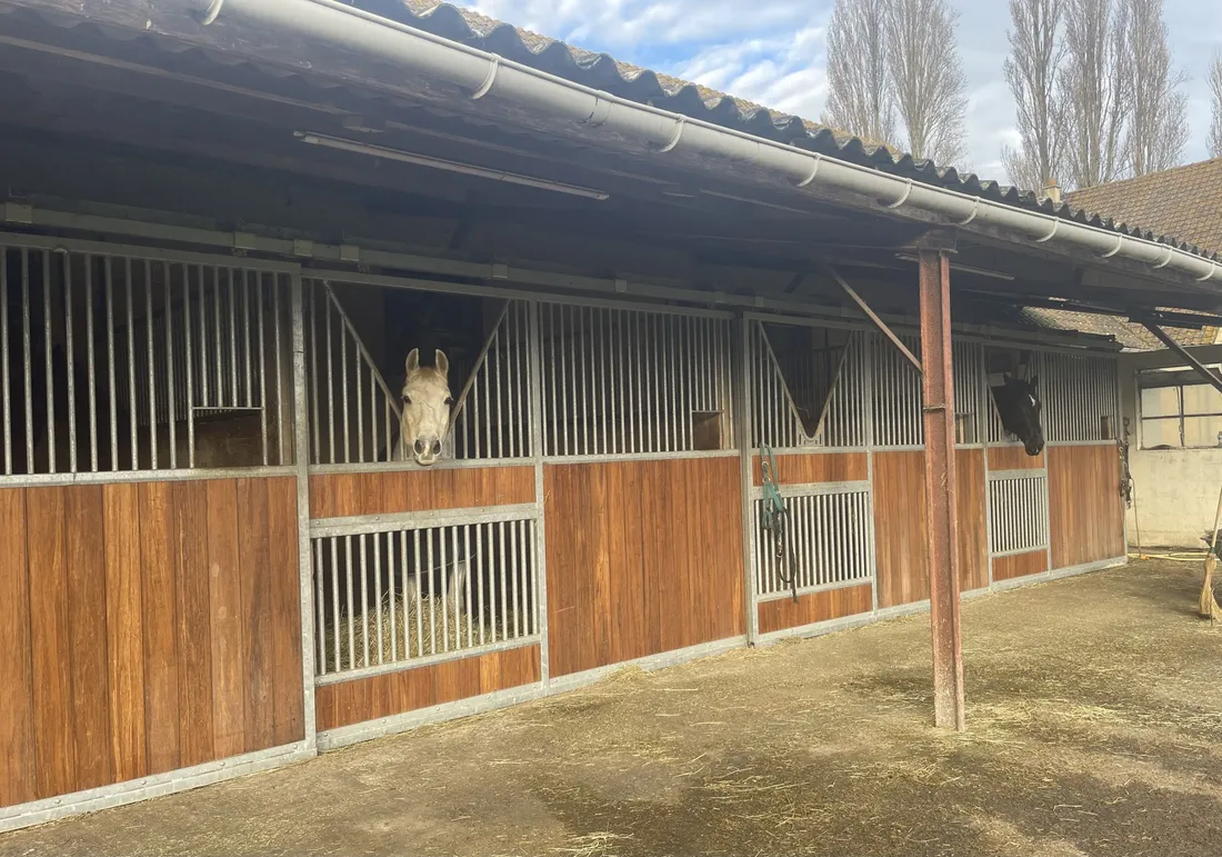 Rhinopneumonie équine