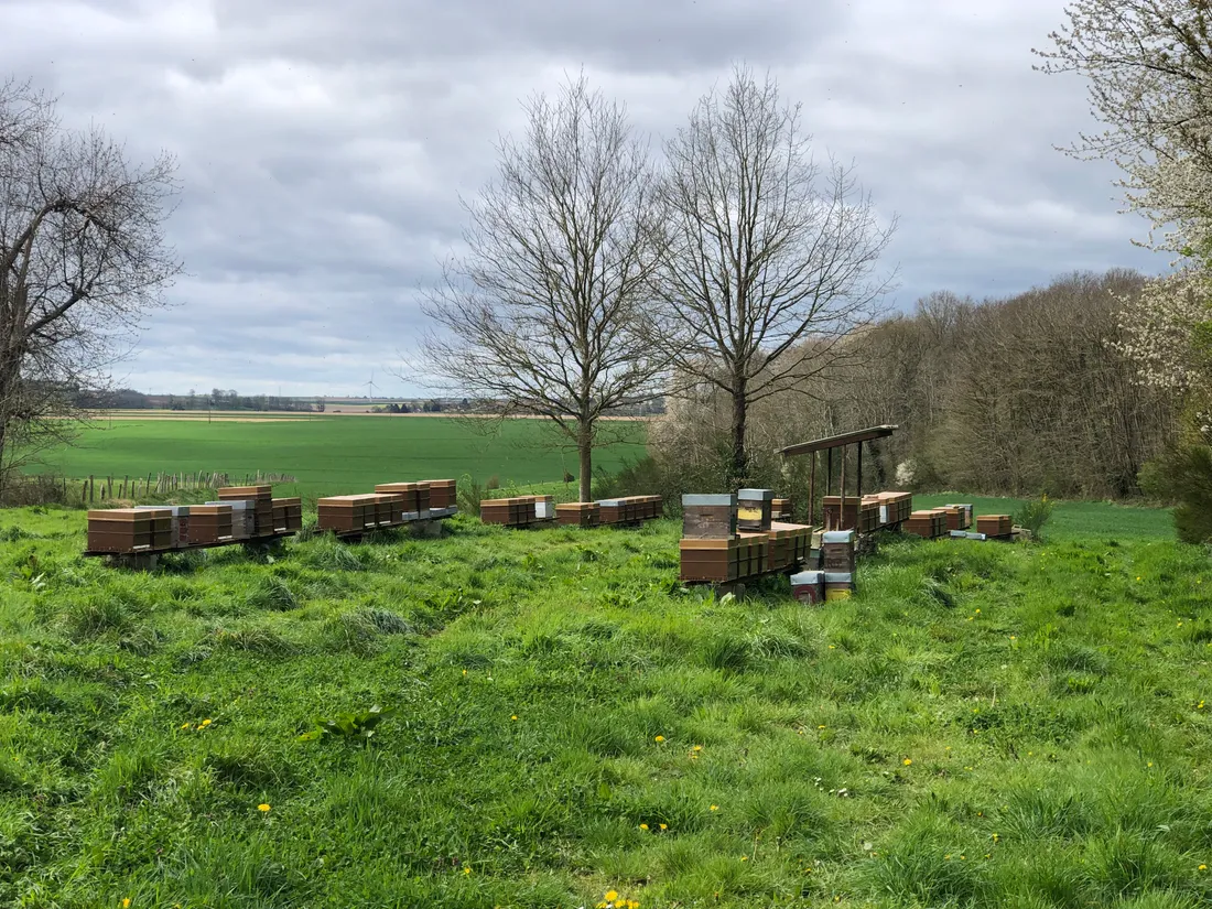 Le Rucher de Cantiers : l’apiculteur de l’Elysée