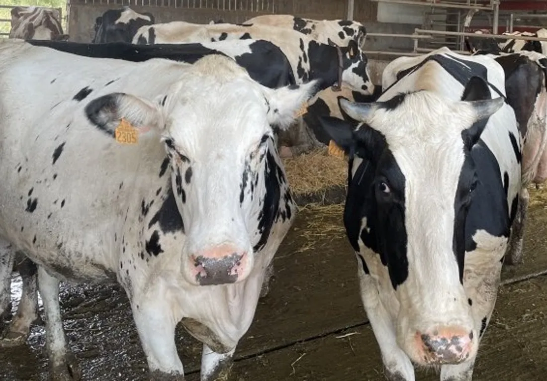 Vaches