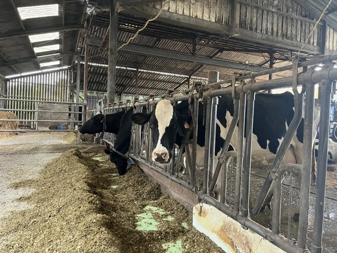 L'activité de 330 producteurs de lait ligériens menacée après une décision de Savencia.