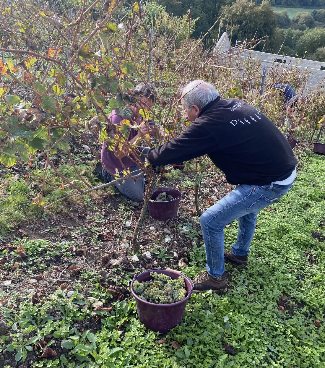Vendanges Marolles