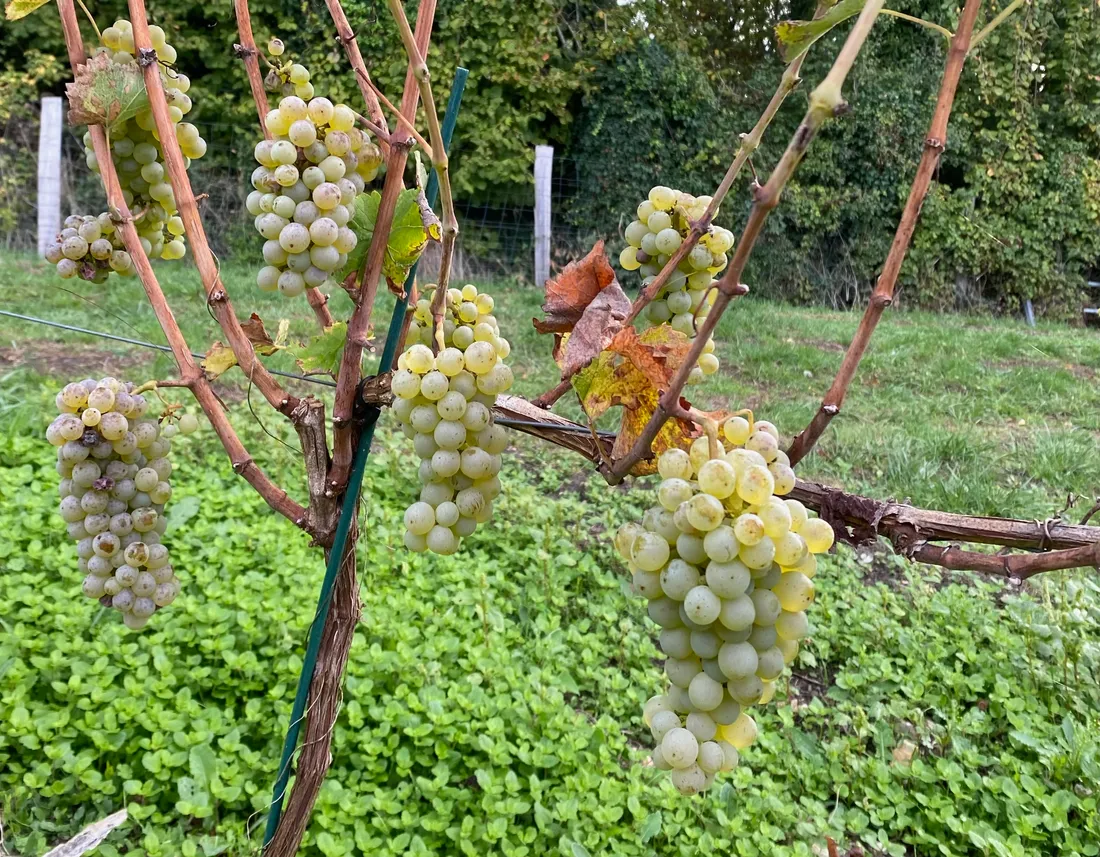 Vendanges Marolles