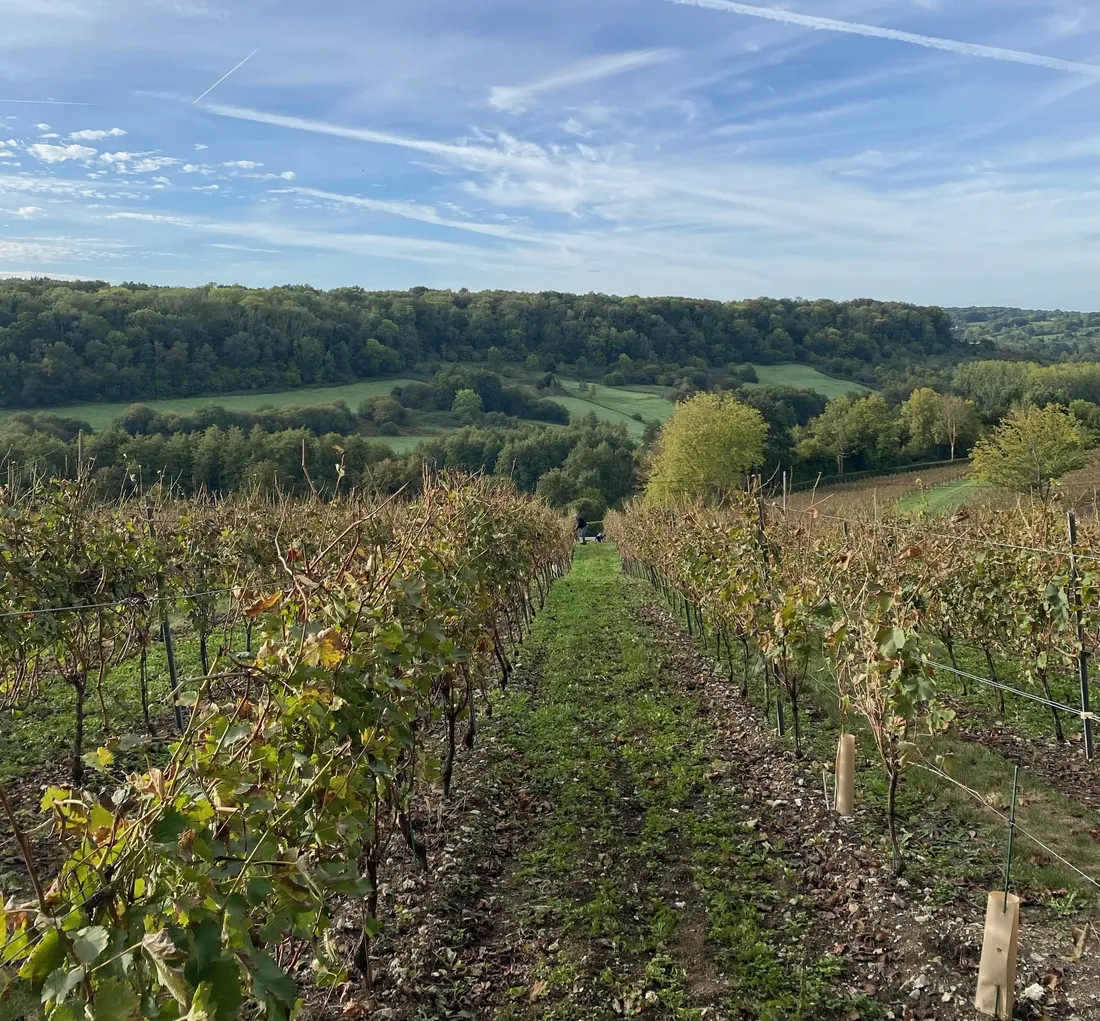 Vendanges domaines des Déserts
