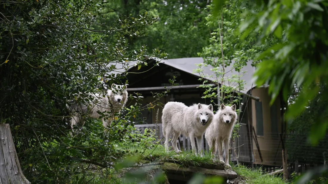 Gagnez votre séjour au Cerza Safari Lodge !