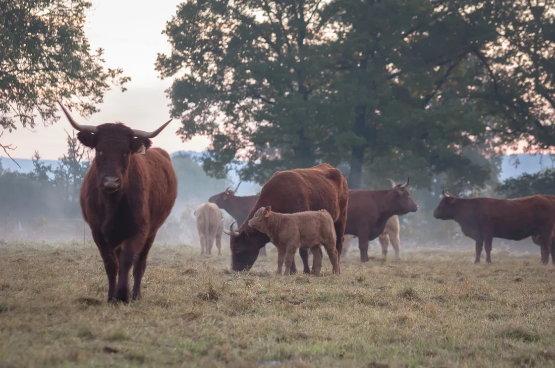 Des vaches de race salers