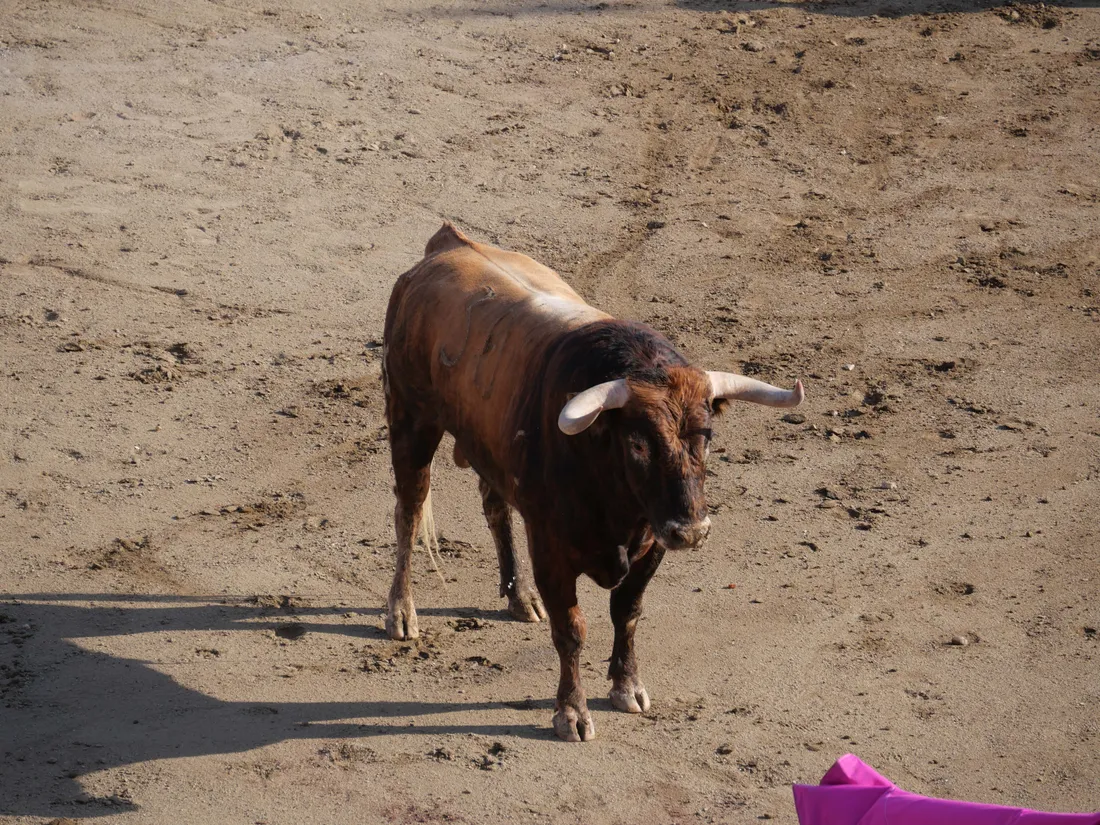 Un taureau dans les arènes de Céret 