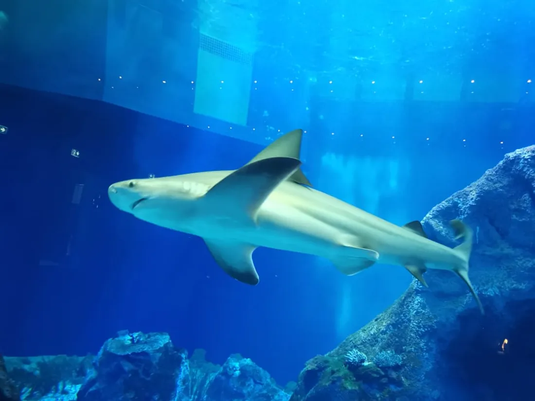 comme un poisson dans l'eau 