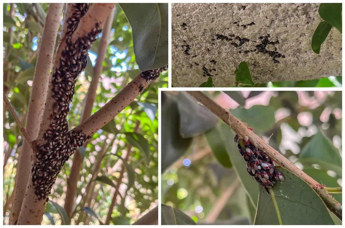 Colonie d'Oxycarenidae sur un arbre
