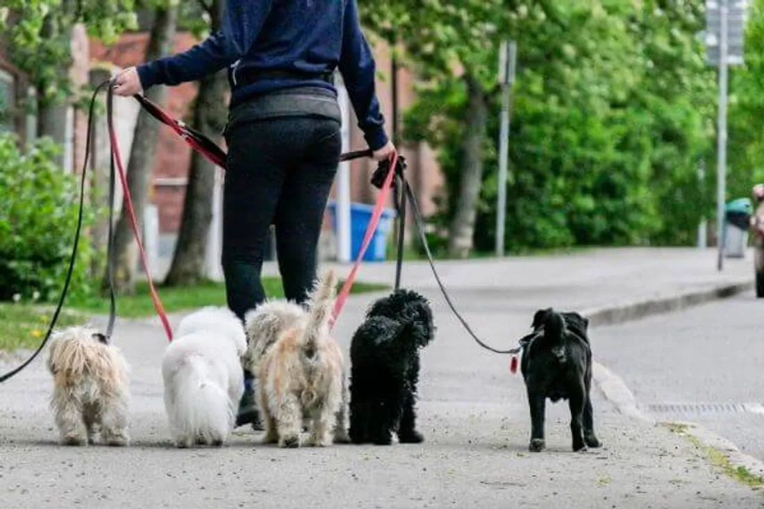 chiens en laisse