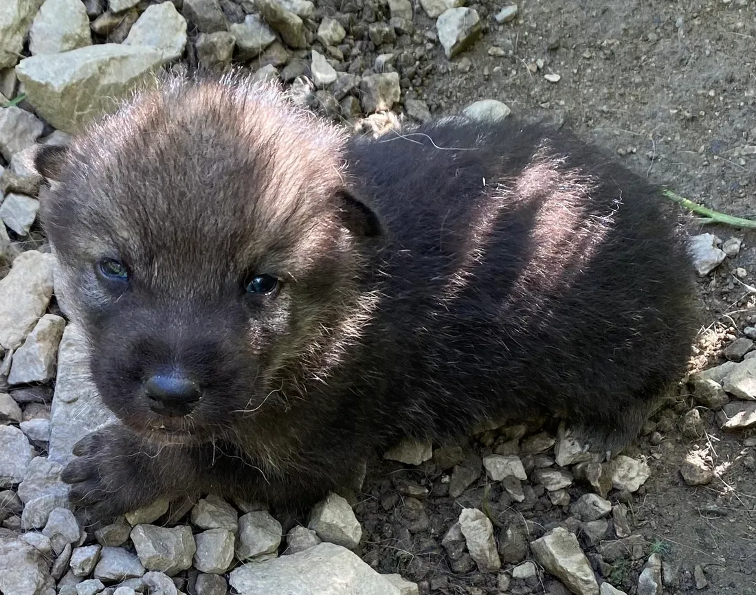 Louveteau de Casteil