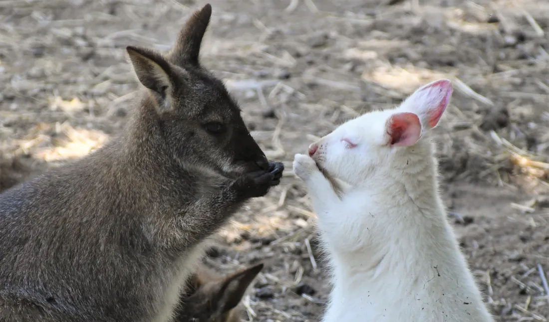 Wallabies de Casteil
