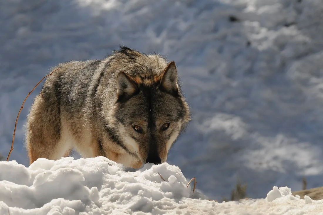loup parc animalier des Angles