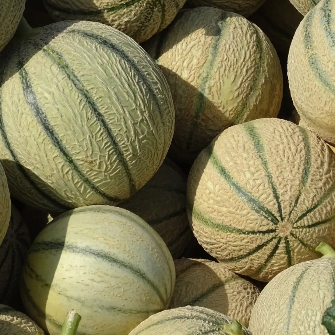 Melons