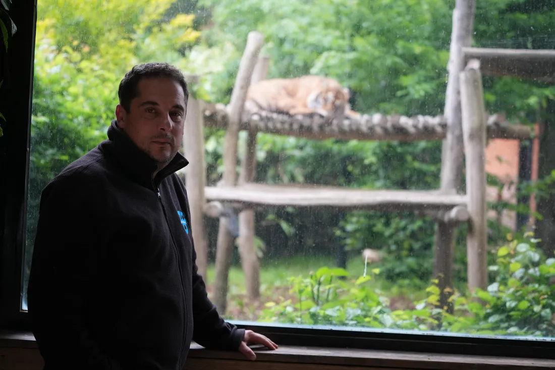 Zac, tigre zoo de Maubeuge