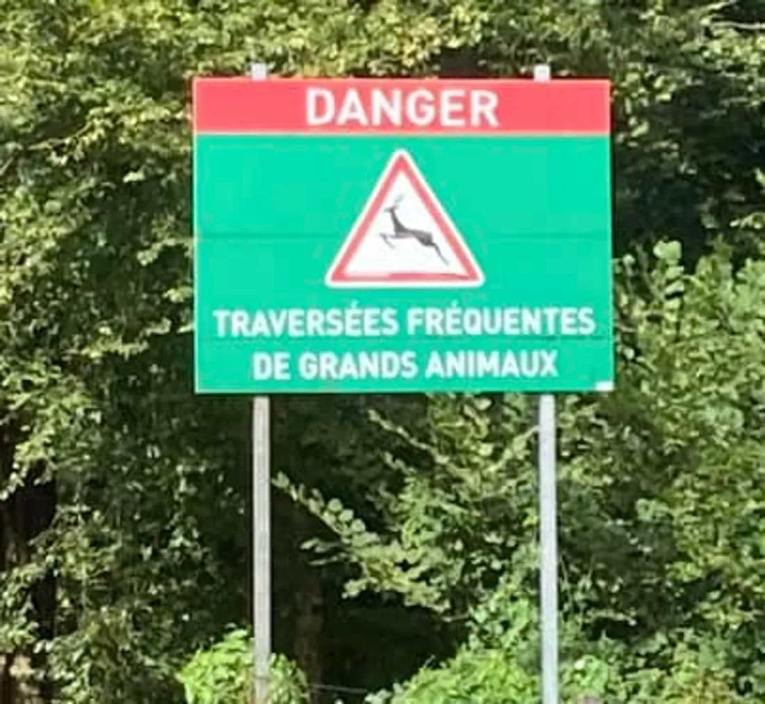 panneaux grands animaux