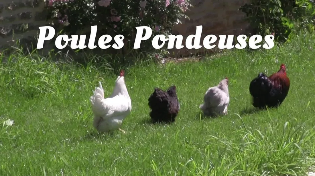 Poules