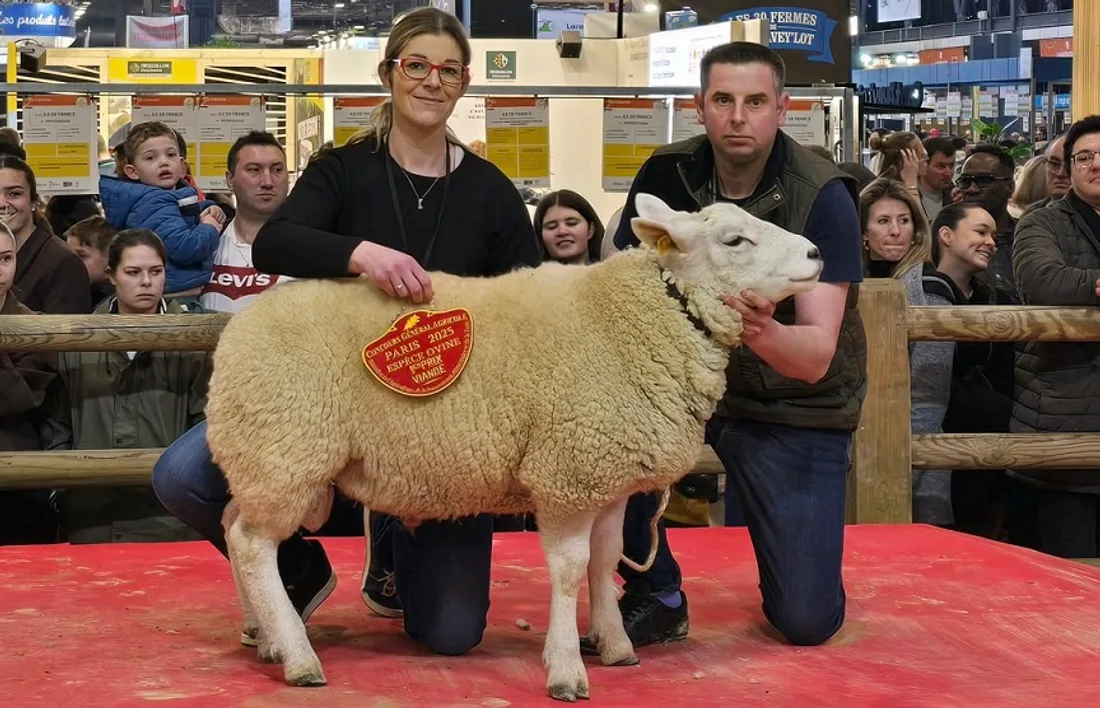 Sylvester et Kim de l'élevage Texel Gilain Pirsoul, ce week-end au salon de l'agriculture à Paris 