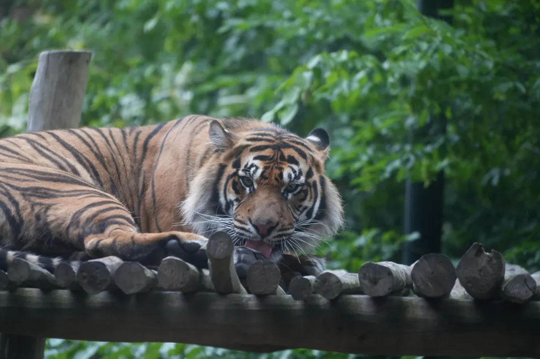 Zac, tigre zoo de Maubeuge