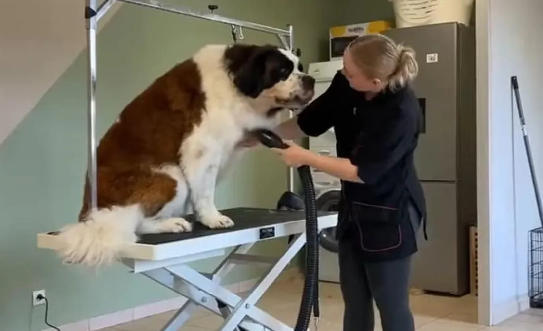 Léna Chapon, la gérante de Bulle Dog à Damousies