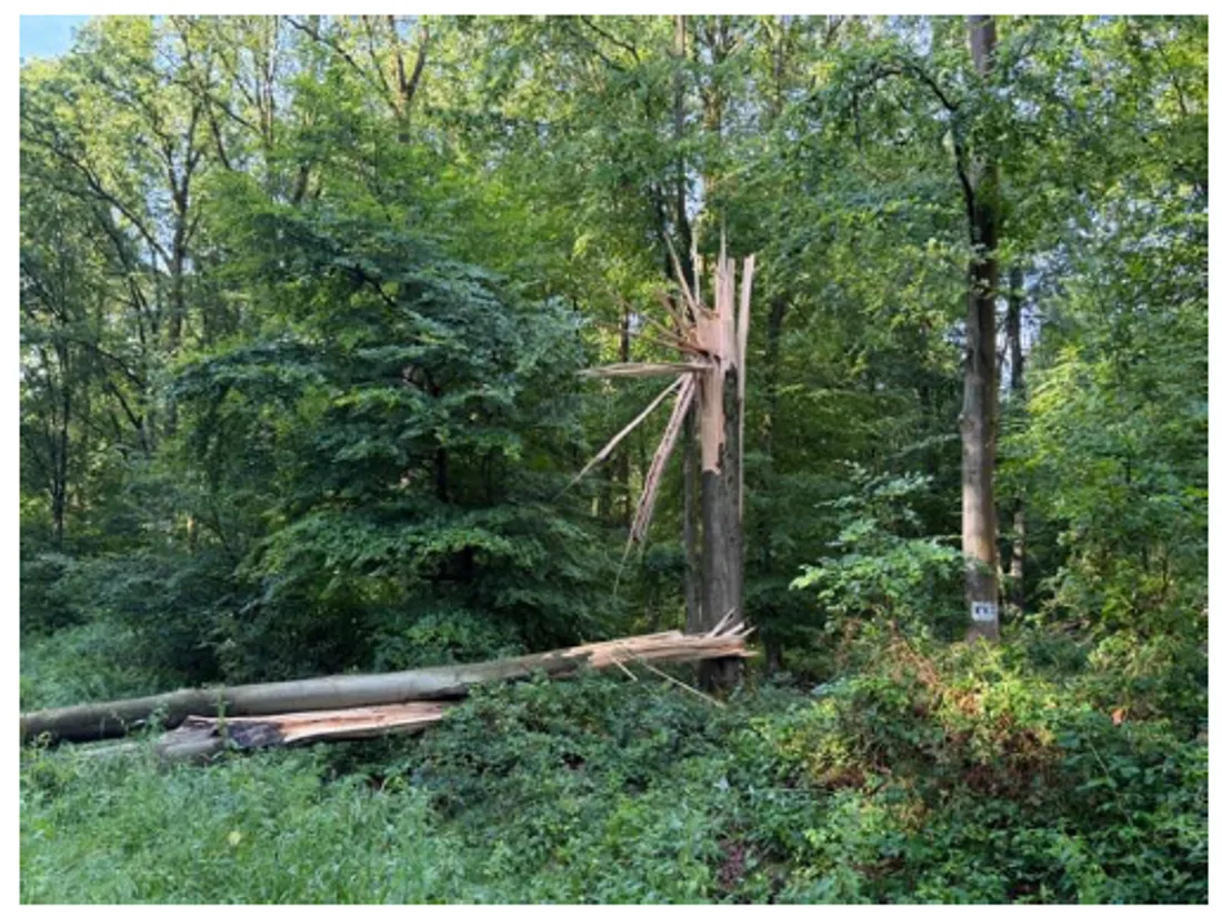 foret interdite tempête