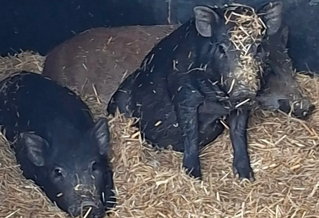 Cochons