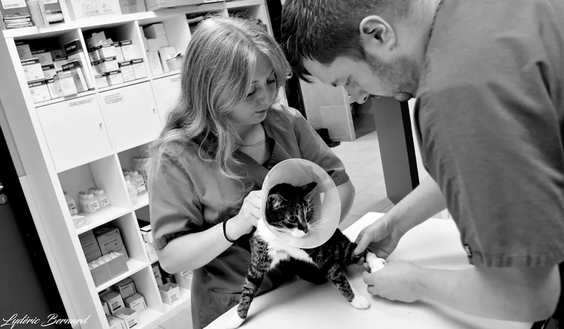 clinique vétérinaire