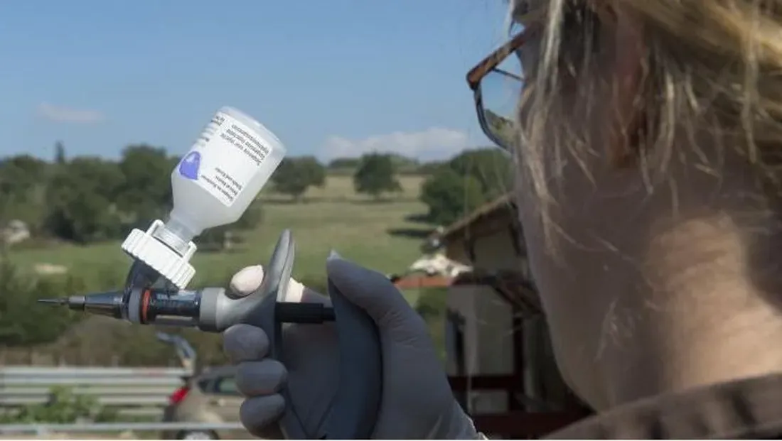 Vaccination contre la fièvre catarrhale ovine 