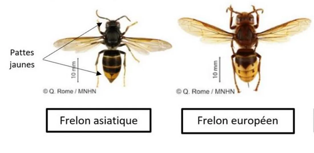 Frelon asiatique